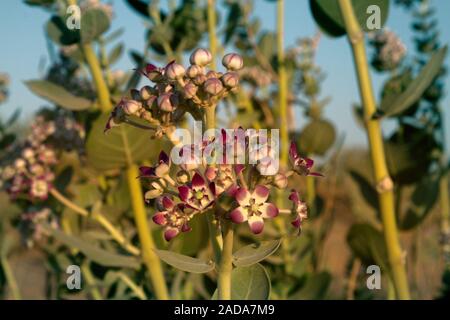 Calotropics procera Foto Stock