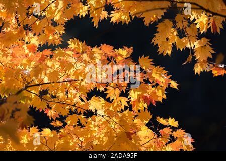 Albero di autunno Foto Stock