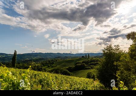 L'Austria, la Stiria sud vigneti destinazione di viaggio. Meta turistica per la vite Foto Stock