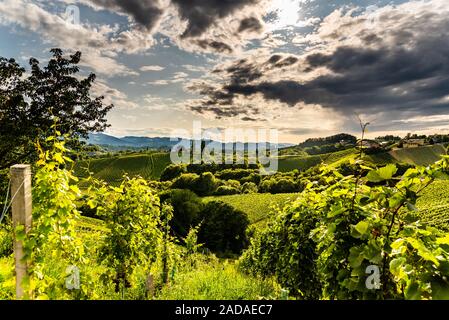 L'Austria, la Stiria sud vigneti destinazione di viaggio. Meta turistica per la vite Foto Stock