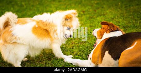 Cane Beagle con spitz di Pomerania giocando su un prato verde Foto Stock