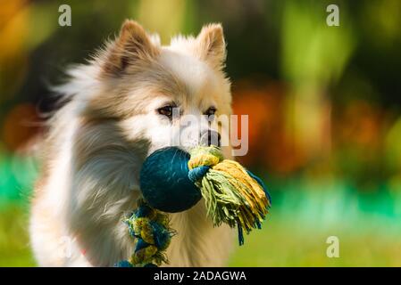 Cane di Pomerania Spitz tedesco klein fetch di un giocattolo che corre verso la telecamera. Foto Stock