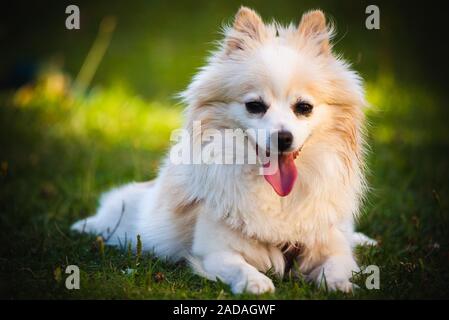 Pomerania Spitz Cane all'aperto sdraiati sull'erba ritratto Foto Stock