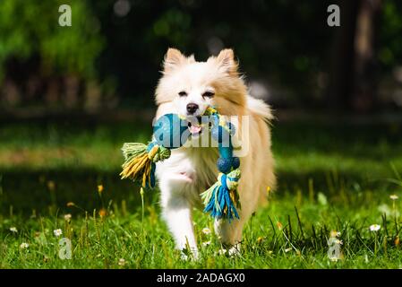 Cane di Pomerania Spitz tedesco klein fetch di un giocattolo che corre verso la telecamera. Foto Stock