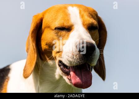 Cane Beagle closeup ritratto di testa contro blu cielo chiaro. Cane in calore estivo con la lingua di fuori. Foto Stock