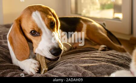 Beagle cucciolo masticare su un cane snack Foto Stock