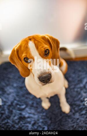 Cane Beagle si siede guardando verso la telecamera Foto Stock