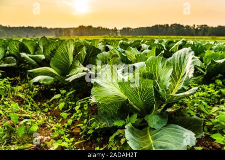 Cavoli verdi capi in linea crescere sul campo. Foto Stock