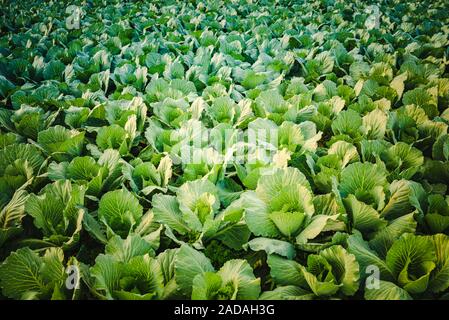 Cavoli verdi capi in linea crescere sul campo. Foto Stock