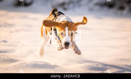 Un cane Beagle in esecuzione in un campo coperto di neve. Tramonto durante il periodo invernale Foto Stock
