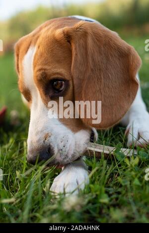 Razza cane beagle giacente su erba in giardino ritratto all'aperto Foto Stock