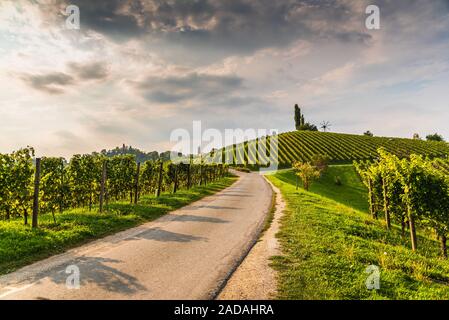 Bianco coltivazioni di uva in una vigna durante l'autunno. Foto Stock