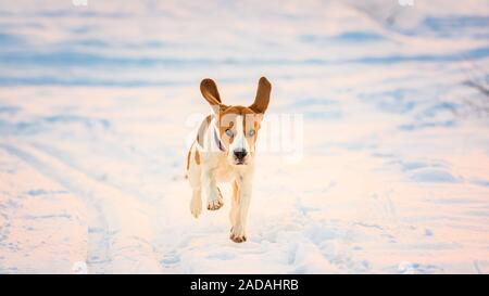 Cane domestico Beagle, adulto, in esecuzione su strade coperte di neve campo. Foto Stock