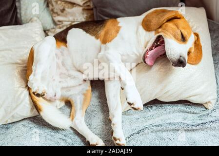 Imbardata cane beagle sul divano Foto Stock