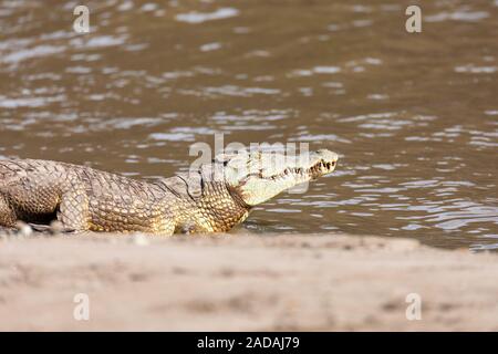 Grande coccodrillo del Nilo, inondato cade Etiopia Foto Stock