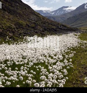 Cotone-erba (Eriophorum spec.), la fruttificazione in Fagridalur, Est Islanda, Islanda, Europa Foto Stock