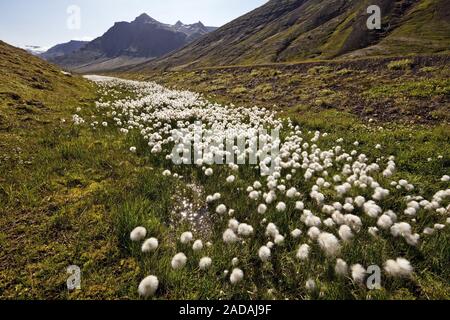 Cotone-erba (Eriophorum spec.), la fruttificazione in Fagridalur, Est Islanda, Islanda, Europa Foto Stock