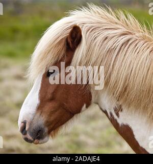 Avvistato islandese cavallo, (Equus przewalskii f. caballus), ritratto, Kopasker, Islanda Foto Stock