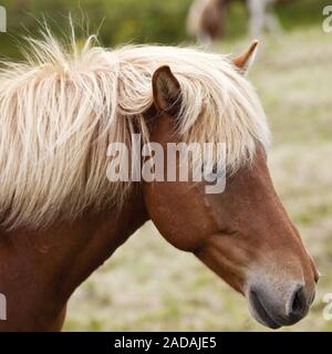 Islandese cavallo, (Equus przewalskii f. caballus), ritratto, Kopasker, Islanda Foto Stock