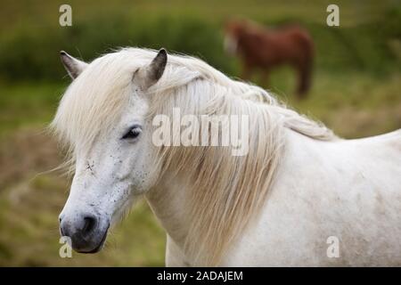 Bianco cavallo islandese, (Equus przewalskii f. caballus), ritratto, Kopasker, Islanda Foto Stock