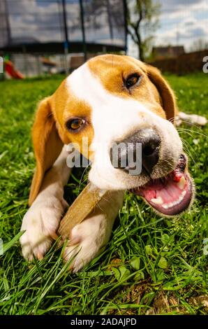 Close-up di cane Beagle osso mangiare fuori in giardino su un'erba. Foto Stock