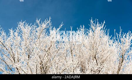 Frost White sui rami di alberi sul cielo azzurro sfondo in inverno. Struttura congelati Foto Stock