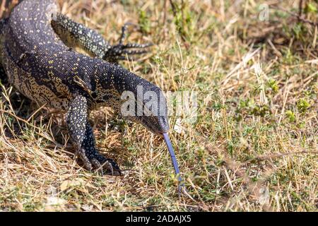 Monitor Lizard di Chobe, Botswana Africa wildlife Foto Stock