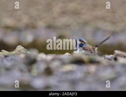 Un nativi Australiani fairywren superba nel suo blu piumaggio di accoppiamento in un alveo parzialmente oscurata da rocce Foto Stock