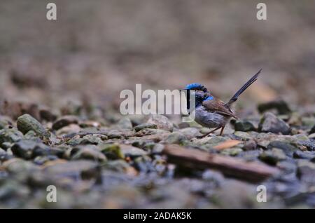 Un nativi Australiani fairywren superba nel suo piumaggio di allevamento a piedi lungo un sentiero roccioso riverbed Foto Stock