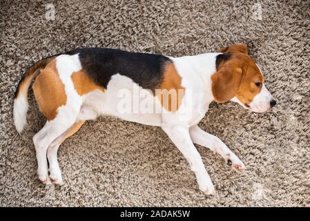 Cane Beagle stanco dorme su un pavimento moquette Foto Stock