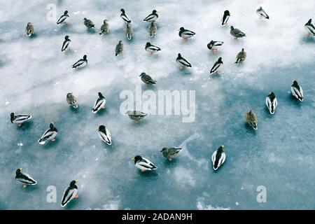 Grande accumulo di anatre in inverno sul ghiaccio del serbatoio. Foto Stock