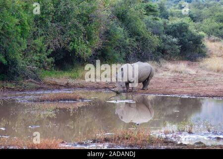 Rinoceronte bianco Pilanesberg, Sud Africa safari wildlife Foto Stock