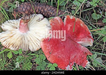 Bloodleaf Foto Stock