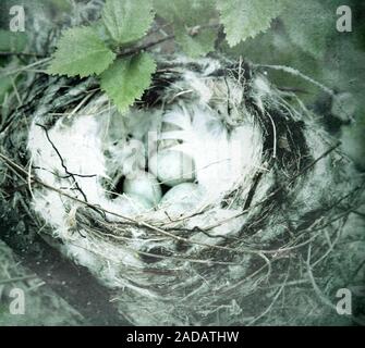 Accogliente redpoll artico (Acanthis hornemanni) nido Foto Stock