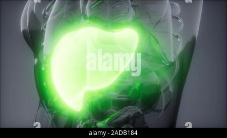 Fegato umano esame radiologico Foto Stock