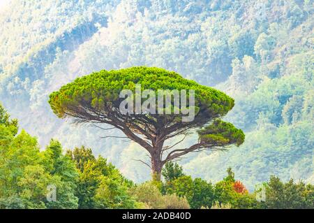 Unico pino mediterraneo albero che cresce sulla cima della collina. Alberi sempreverdi foreste il riempimento gradiente mountain range avvolta nella nebbia. Misty Ital Foto Stock