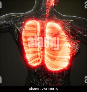 Polmoni umani esame radiologico Foto Stock
