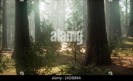 Sunrise in sequoie, Generale Grant Grove, Sequoia National Park Foto Stock