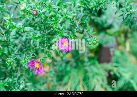 Bella rosa lilla crisantemo come immagine di sfondo. Crisantemo sfondo, crisantemi in autunno. Foto Stock