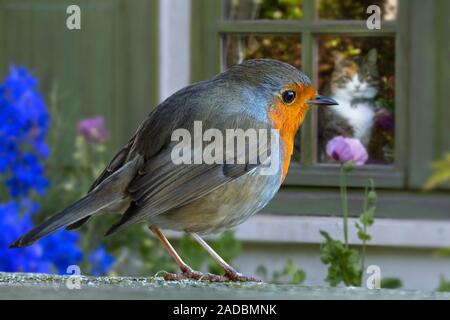 Il gatto domestico in casa guardando attraverso la finestrella a livello europeo robin (Erithacus rubecula) in giardino Foto Stock