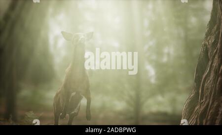 Extreme slow motion deer salto nella foresta di pini Foto Stock