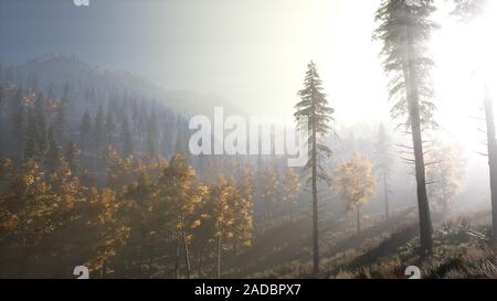 Calma moody foresta densa nebbia di mattina Foto Stock