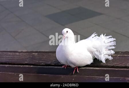 Il le code a ventaglio sono una razza popolare di fantasia piccione. Foto Stock