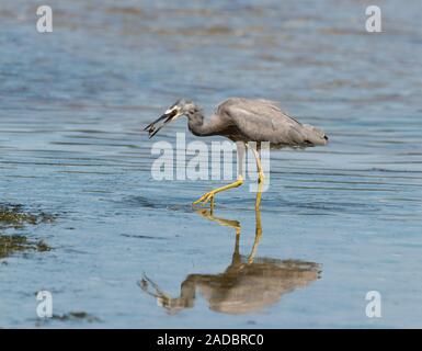 Una nuova zelanda white di fronte heron ha catturato un granchio che essa ha ancora nel suo becco. Foto Stock