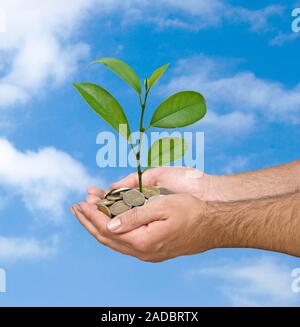 Le palme con un albero growng dalla pila di monete Foto Stock