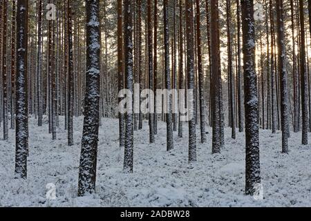 Un snowy pineta in breve la luce diurna a notte polare del tempo. Foto Stock