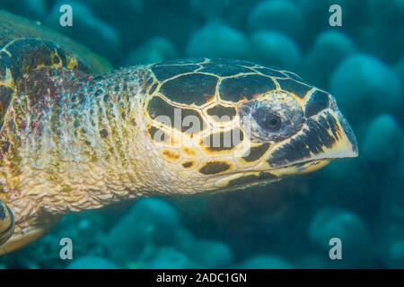 Uno sguardo più da vicino alla testa di una specie gravemente minacciate tartaruga embricata, Eretmochelys imbricata, Filippine, Oceano Pacifico. Foto Stock