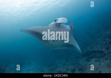 Manta ray, Manta alfredi, scivolando giù canale Goofnuw, Yap, Micronesia. Foto Stock