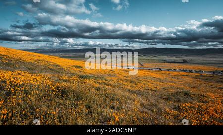 Arancio brillante California Pobby (Eschscholzia) nella Antelope Valley California, Stati Uniti d'America Foto Stock