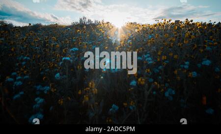 Ampi campi di Deep Purple bluebells (Phacelia campanularia) e Deserto girasoli (Geraea canescens) nella Antelope Valley California, Stati Uniti d'America Foto Stock